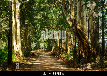 Straße durch eine Gum Tree Forest Eucalyptus maculata, Western Australia, Australien führenden Stockfoto