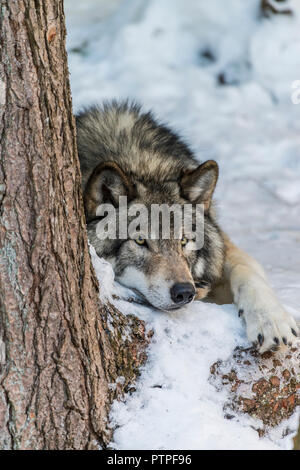 Grauer Wolf zur Festlegung im Schnee neben einen Baumstamm. Stockfoto