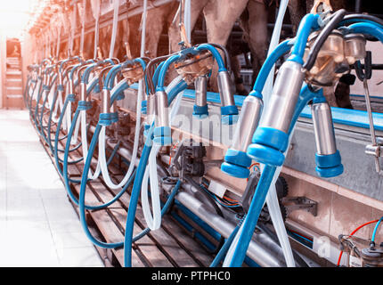 Moderne Ausrüstung für Milchkühe auf einen neuen Hof, der Prozess der Kühe melken, system, Industrie Stockfoto