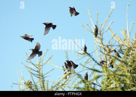 Ein paar Starling Vögel fliegen weg von einer Lärche Baum, der Rest sitzt auf den Zweigen Stockfoto