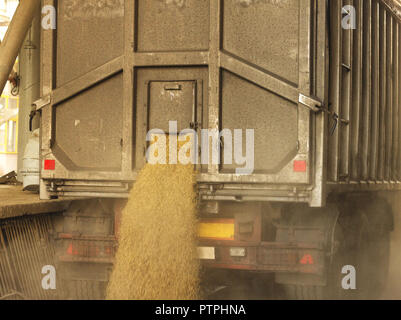 Ein Lkw entladen ein Korn Korn bei der Lagerung und Verarbeitung der Pflanze, ein Korn storage Facility, entladen Saatgut, Pflanzen Stockfoto