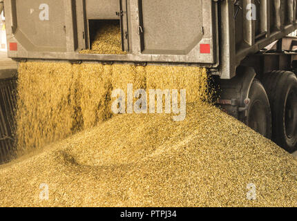 Ein Lkw entladen ein Korn Korn bei der Lagerung und Verarbeitung der Pflanze, ein Korn storage Facility, entladen Saatgut, funktioniert Stockfoto