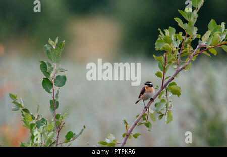 Braunkehlchen (Saxicola rubetra) erwachsenen männlichen auf Zweig, Podlasie Region, in der Nähe von Bialowieza Forest, Polen, Europa Stockfoto