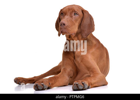 Studio geschossen von einem entzückenden Ungarische Vizsla (Magyar vizsla) liegen auf weißem Hintergrund. Stockfoto