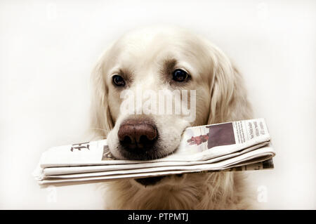 Golden Retriever Hund mit Zeitung in den Mund Stockfoto