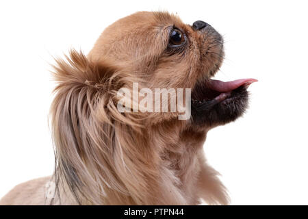 Portrait einer adorable Pekingese dog - auf weißem Hintergrund. Stockfoto