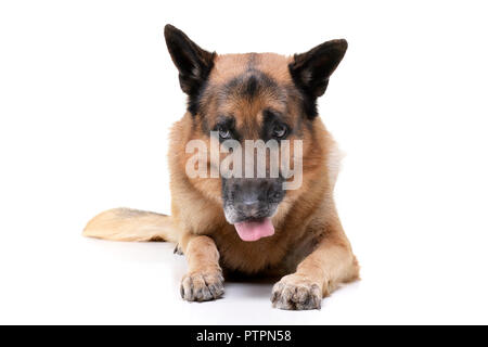 Studio geschossen von einem entzückenden Deutscher Schäferhund Hund liegend auf weißem Hintergrund. Stockfoto