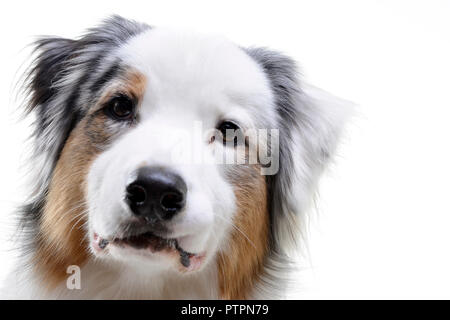 Portrait einer adorable Australian Shepherd - auf weißem Hintergrund. Stockfoto