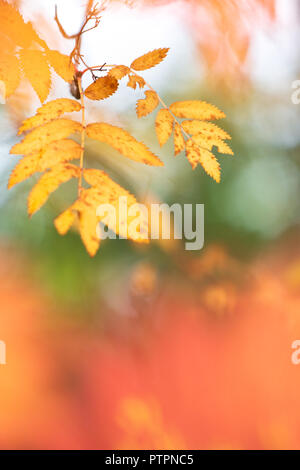 Eberesche (Sorbus aucuparia) Blätter im Herbst Farben. Stockfoto