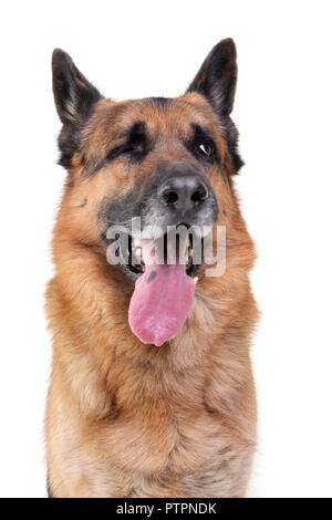 Portrait einer adorable Deutscher Schäferhund - auf weißem Hintergrund. Stockfoto