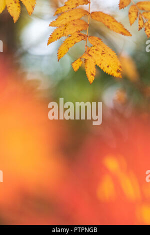 Eberesche (Sorbus aucuparia) Blätter im Herbst Farben. Stockfoto