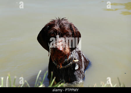 Ein cesky fousek im Wasser sitzen in den heißen Tagen und Blick in die Kamera. Böhmische Wire-haired Pointing Griffon. Stockfoto