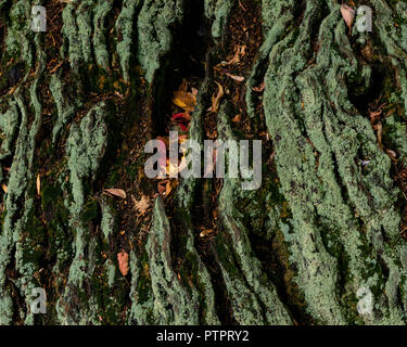 Blätter im Herbst im Root System von einem Baumstumpf, East Devon, Südwest-England, Vereinigtes Königreich. Stockfoto