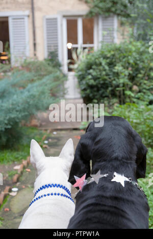 Ein paar Hunde mit Kette, die in einem Garten in der Nähe bleiben Eines privaten Hauses Stockfoto