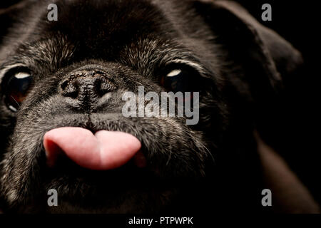 Portrait einer liebenswert Mops (PUG)-studio Shot, isoliert auf Schwarz. Stockfoto