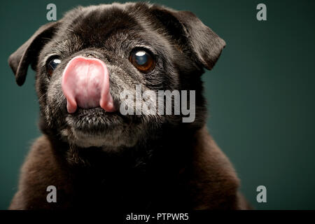 Portrait einer liebenswert Mops (PUG)-studio Shot, isoliert auf Grün. Stockfoto