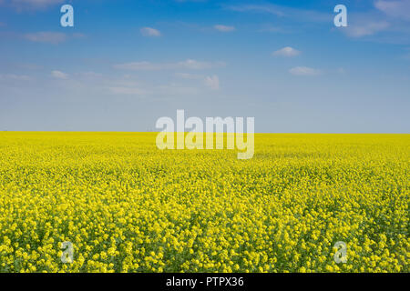 Sonnige Landschaft mit leuchtend gelben Raps Feld unter blauem Himmel Stockfoto