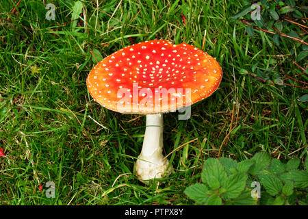 Weiß gefleckte, Rot bedeckte giftige Fly agaric Pilz - Johannes Gollop Stockfoto