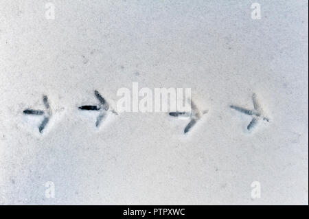 Winter, UK. Vogel Spuren im Schnee Stockfoto