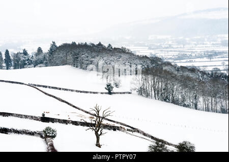 Presteigne, Powys, Wales, UK. Schneebedeckte Bäume und Felder im midwinter Stockfoto