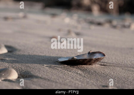 Nahaufnahme eines Mussel shell und Kieselsteine am Strand in Port Elizabeth Stockfoto