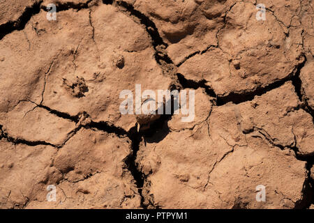 Nahaufnahme Fotografie von Rissen in getrocknetem Schlamm - ein Indikator für die schwere Dürre im östlichen Kap, Südafrika 2017 Stockfoto