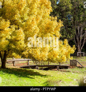 Herbst im goldenen Tal Tree Park mit grossen Baum Brücke und Tor Stockfoto