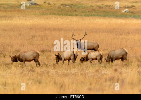 Bull elk wacht über seine Herde weiblicher Kühe in der Wiese im Herbst rut Paarungszeit in Colorado, USA Stockfoto