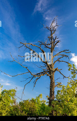 Trockene toter Baum mit Flechten allein in einem grünen Wald mit bewölkt Frühling blauer Himmel im Hintergrund, Rhodopen Gebirge, südlichen Bulgarien Stockfoto