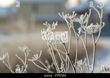 Frozen Pflanzen in den frühen Morgenstunden schließen sich im Winter. Stockfoto