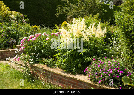 Gemischtes Staudenbeet im Frühsommer in einem englischen Garten mit Aruncus, winterharte Geranien und Pfingstrosen Stockfoto