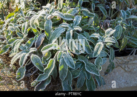 Frosted Salbei Pflanze in einem englischen Kräutergarten im Winter Stockfoto