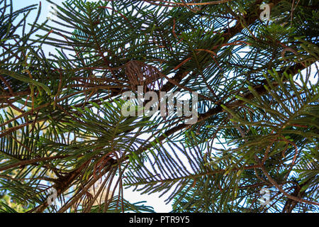 Araucaria Bäume Stockfoto