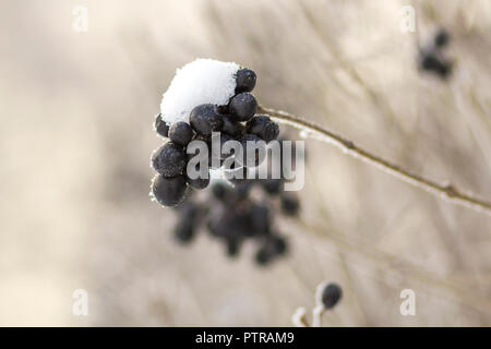 Close-up von getrockneten gefrorenen Haufen helle Reife dunkelblaue Beeren bedeckt mit Deep White erster Schnee und Frost hängen an verschwommenen nebligen sonnigen Hellgrau Stockfoto