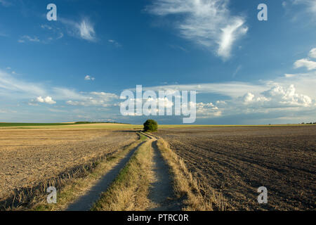 Eine Landstraße durch Felder, einen Baum am Horizont und Wolken im Himmel Stockfoto