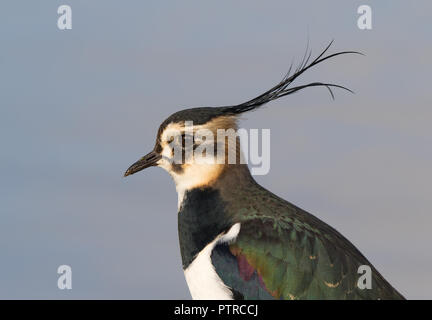 Seitenansicht Nahaufnahme des wilden UK nördlichen Kiebitz, grüner Vogel (Vanellus vanellus) im Freien isoliert blaues Wasser Hintergrund. Der Kopf ist nach links gerichtet. Stockfoto