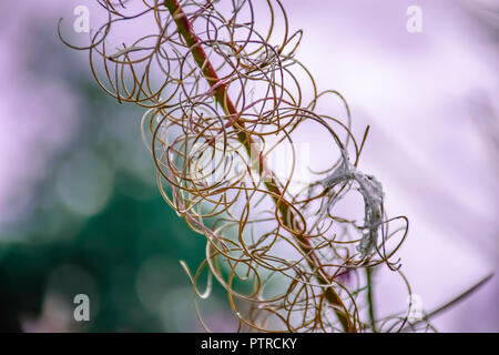 Natur uk. Trockenen willow Unkraut Pflanze, die auf britischen Wiese am Ende des Sommers. Hintergrundbeleuchtung bokeh und selektiven Fokus. Farbenfrohe Natur abstrakt, Kunst. Stockfoto