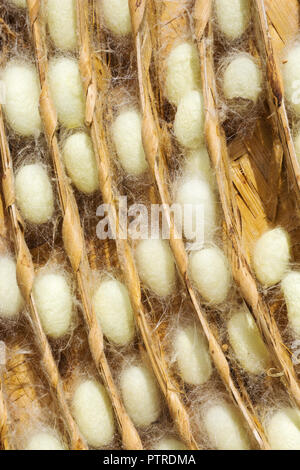 Silk Worm Cocoon im Nest Stockfoto