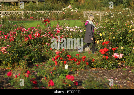 Herbst im Sir Thomas und Lady Dixon Park in South Belfast, 10. Oktober, 2018. Die Jahreszeit zwischen Sommer und Winter, während der das Wetter kühler wird und viele Pflanzen werden schlafende, die sich in der nördlichen Hemisphäre von der Herbst-tagundnachtgleiche der Wintersonnenwende und im Volksmund als die Monate September, Oktober und November; fallen. In der Südlichen Hemisphäre Herbst umfasst März, April und Mai. Eine Zeit der Reife grenzt auf Rückgang. Sir Thomas und Lady Dixon Park war, vermachte der Menschen in Belfast 1959 durch Frau Edith Stewart Dixon und war d Stockfoto