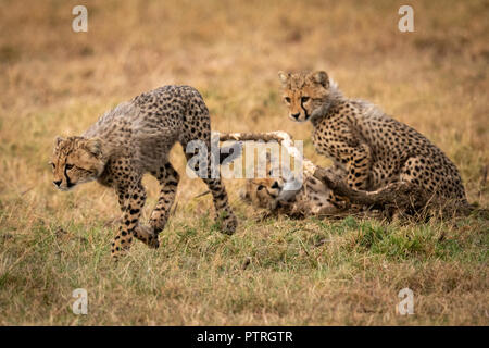 Cheetah cub läuft weg von zwei anderen Stockfoto