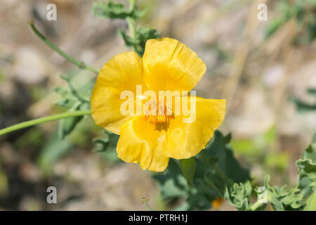 Gelben gehörnten Mohn oder Glaucium flavum Crantz. Stockfoto