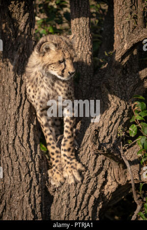 Cheetah cub steht in Baum, rechts Stockfoto