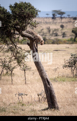 Cheetah cub steht in Baum starrte Stockfoto