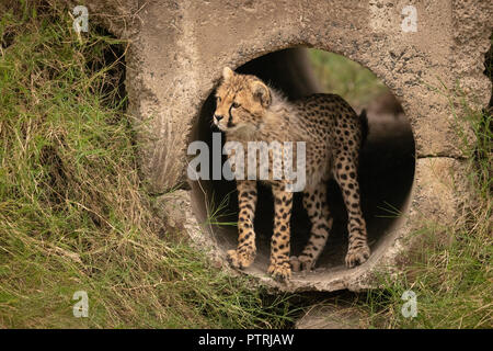 Cheetah cub starrt aus konkrete Leitung Stockfoto