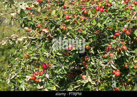 Apple Orchard voller Reife äpfel für Apfelwein Produktion in Großbritannien im Oktober 2018 Stockfoto