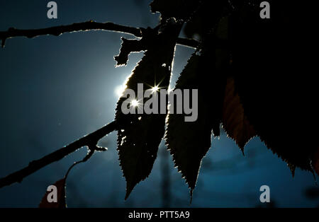 10 Oktober 2018, Nordrhein-Westfalen, Dortmund: 10. Oktober 2018, Deutschland, Dortmund: Herbst Blätter können gegen die Sonne an der Hohensyburg gesehen werden. Foto: Ina Faßbender/dpa Stockfoto