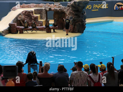 Puerto de la Cruz, Spanien. 17 Sep, 2018. Der Loro Park (Loro Parque) ist die Hauptattraktion in Puerto de la Cruz an der Nordküste der Kanarischen Insel Teneriffa, aufgezeichnet am 17.09.2018. Bei der Show der Seelowen die Arena ist bis auf den letzten Platz gefüllt. | Verwendung der weltweiten Kredit: dpa/Alamy leben Nachrichten Stockfoto