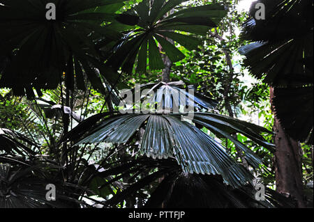 Die Küste und Seaside Resort Palm Cove im tropischen Nordosten von Australien - hier Pflanzen gedeihen wie dieses herrliche Palm, auf 12.04.2018 | Verwendung weltweit Stockfoto