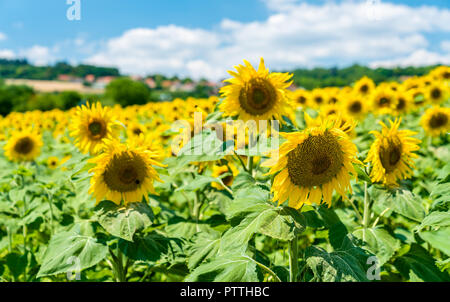 Schöne Sonnenblumen auf einem Feld in Frankreich Stockfoto