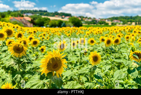 Schöne Sonnenblumen auf einem Feld in Frankreich Stockfoto